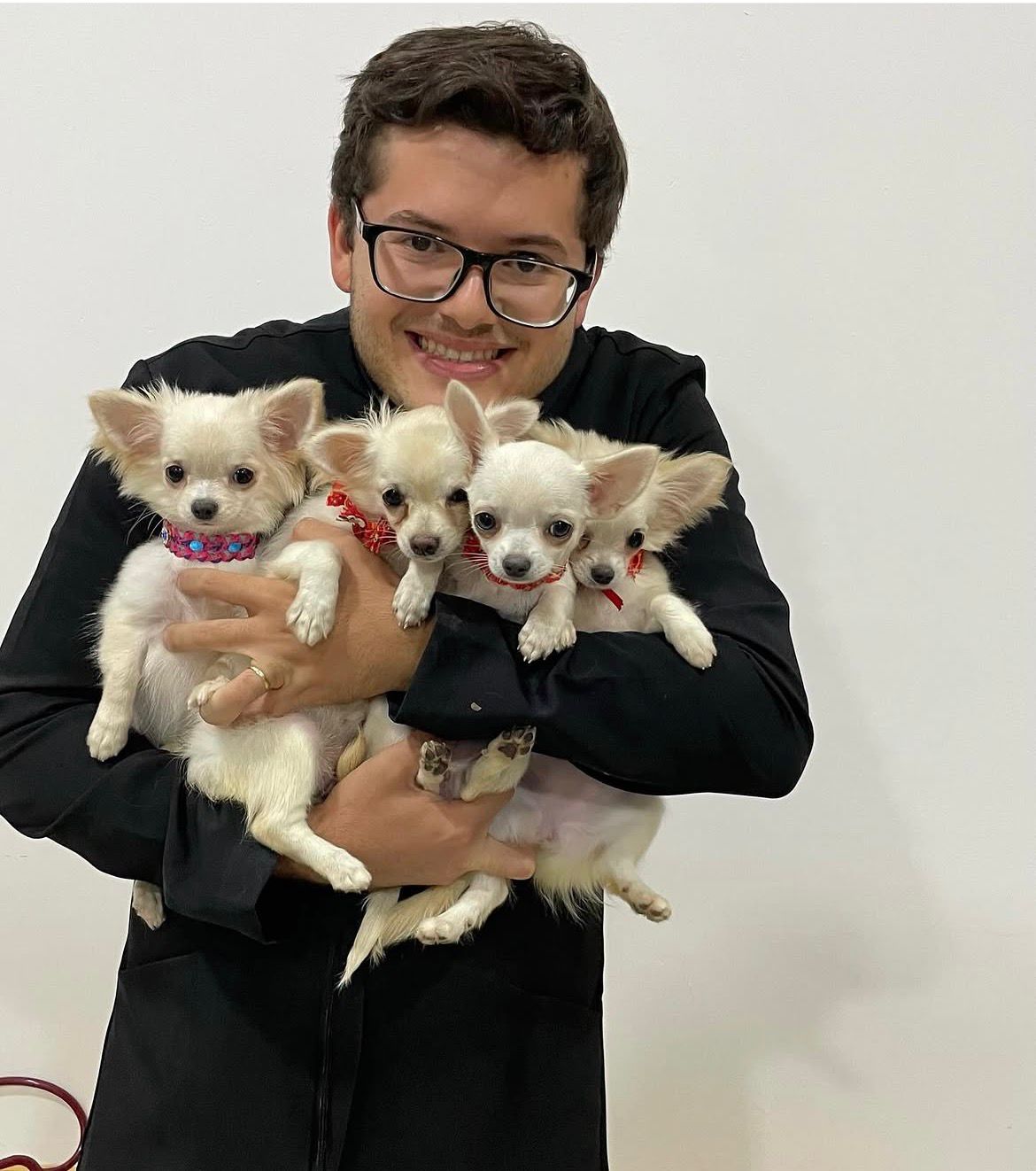 Especialista segurando filhotes de Chihuahua